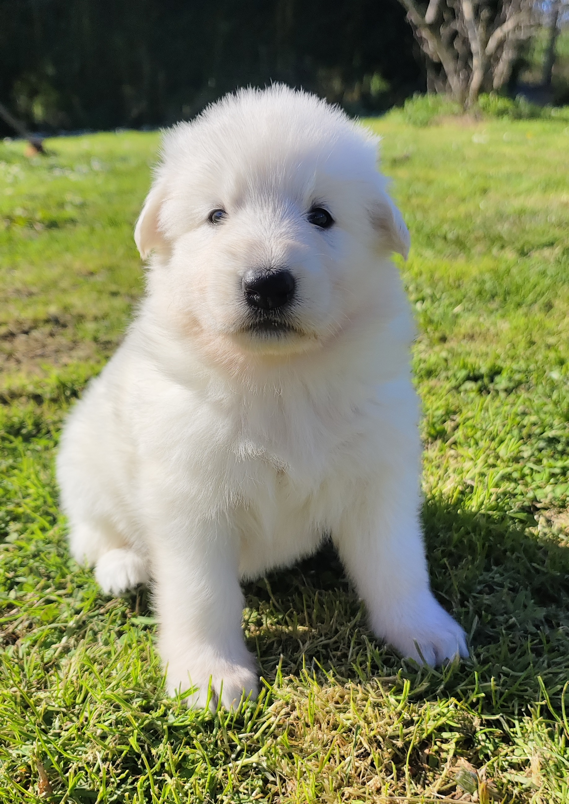 Chiot se promenant dans les bois.
